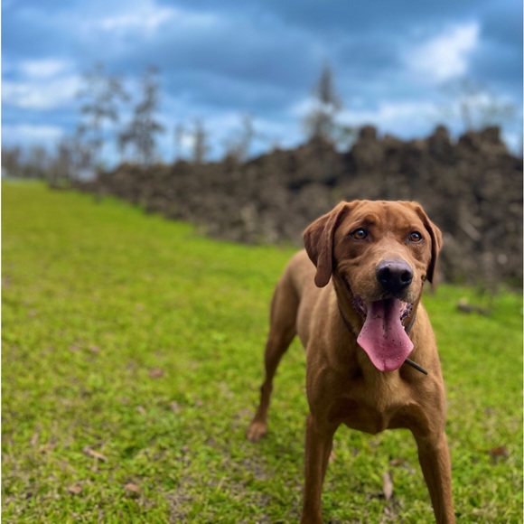 MEET YOUR POSHER - Picture 8 of 8